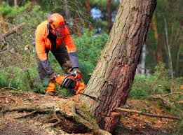 Best Tree Mulching  in Quartz Hill, CA