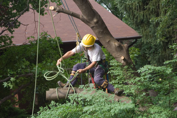 Best Utility Line Clearance  in Quartz Hill, CA